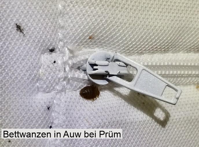 Bettwanzen in Auw bei Prüm